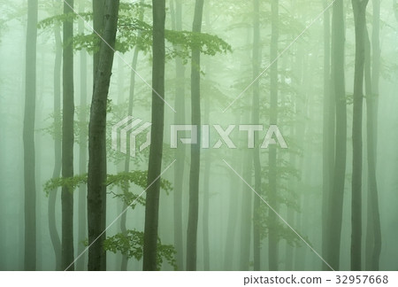 Beechwood Beechwood 32957668