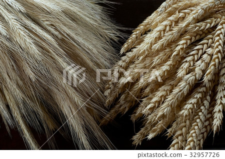 dry grain cobs 32957726