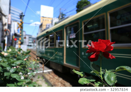 Toden Arakawa Line and rose flower 32957834