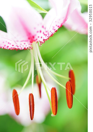 鹿子百合 鹿子百合 32958015