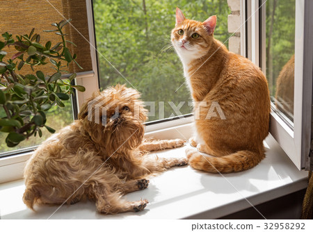 Dog and the cat on the window 32958292