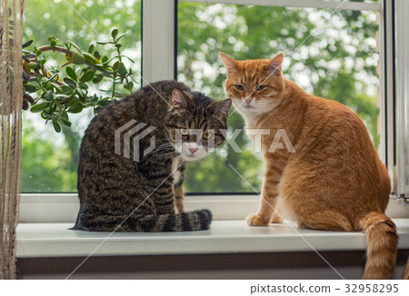 Two beautiful cat on the windowsill 32958295