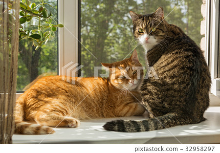 Two beautiful cat on the windowsill 32958297