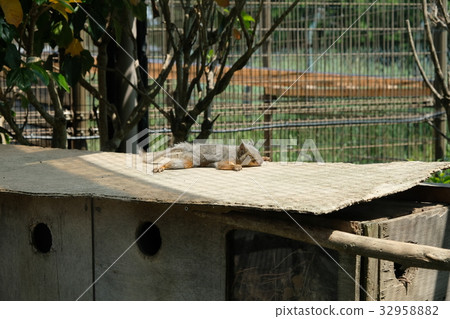 松鼠 松鼠 32958882