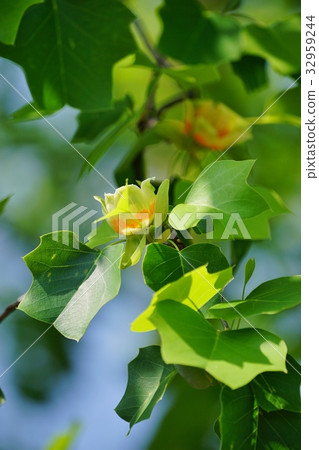 鬱金香花 鬱金香花 32959244