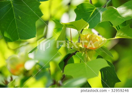 鬱金香花 鬱金香花 32959246