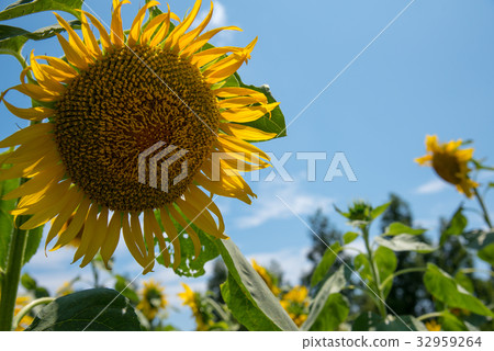 sunflower	 32959264