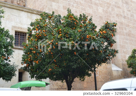 Orange tree Orange tree 32960104