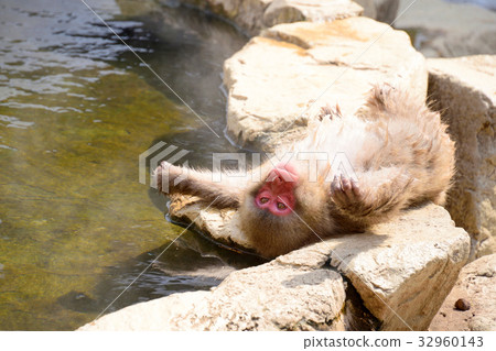 說謊在溫泉邊緣的日本猴子 32960143