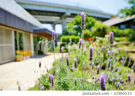 Lavender blooming park Lavender blooming park 32960533
