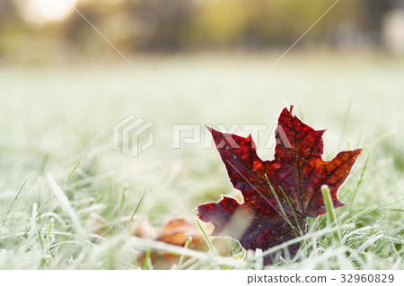 fallen frosted autumn maple leaves on grass 32960829