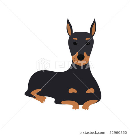dog Doberman lies. Vector Illustration dog Doberman lies. Vector Illustration 32960860