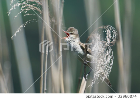 Oyo Yoshikiri Oyo Yoshikiri 32960874