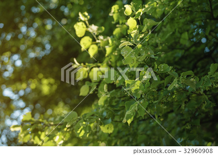 linden tree blossom in sunny summer evening linden tree blossom in sunny summer evening 32960908