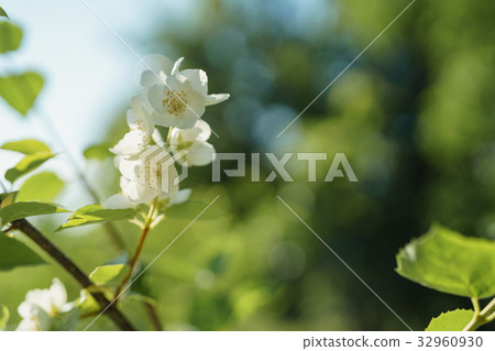 white jasmine flowers in sunny summer evening white jasmine flowers in sunny summer evening 32960930