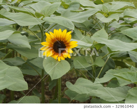 Yellow flowers of sunflower monet palette blooming with various flowers Yellow flowers of sunflower monet palette blooming with various flowers 32961040