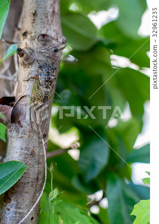 Cicada (cicada) 32961235