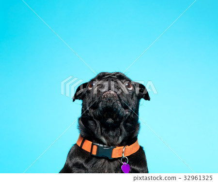 Black pug on a blue background 32961325