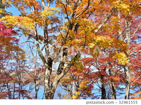 Autumn leaves festival of Yamanakako sunset-27967 32961555