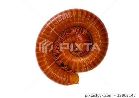 Giant Millipede Giant Millipede 32962143