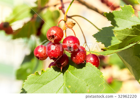 Ripe hawthorn berries Ripe hawthorn berries 32962220