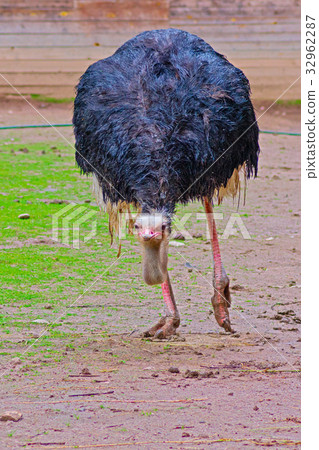Australian emu close-up 32962287