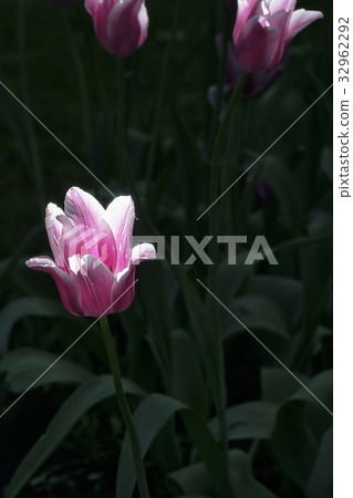 Flower tulips background 32962292