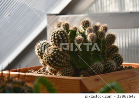 cactus with sunlight, desert plant cactus with sunlight, desert plant 32962642