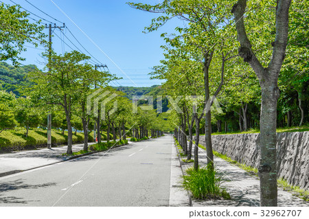 [神奈川縣]仲夏綠樹成蔭的路徑 32962707
