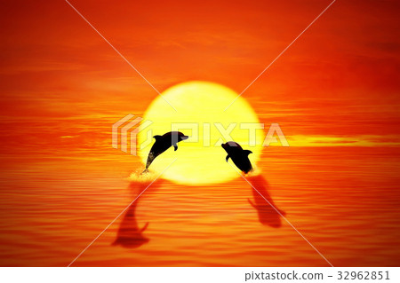 dolphin sunset 32962851