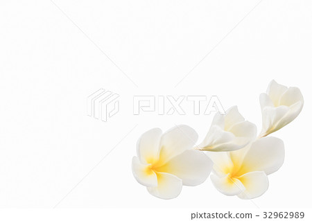 white frangipani flowers, plumeria white frangipani flowers, plumeria 32962989