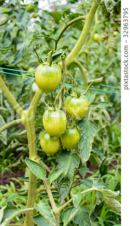 Unripe green tomato 32963795