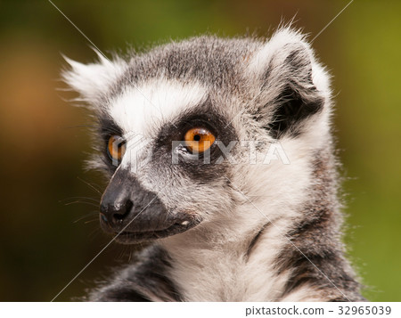 Lemur catta - Ring-tailed lemur from Madagascar 32965039