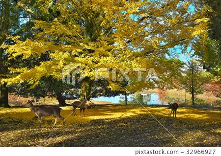 黃色葉子地毯和鹿 32966927