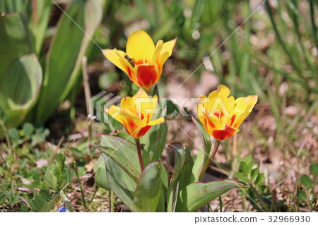 鬱金香 鬱金香 32966930