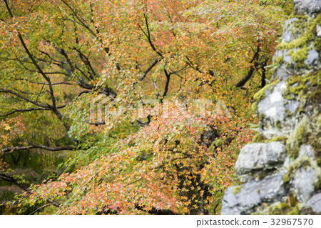 Autumn leaves Autumn leaves 32967570