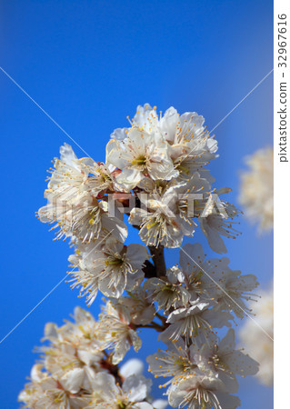 Cherry Blossom Cherry Blossom 32967616