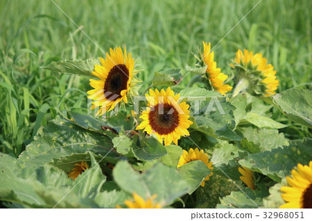 Small summer 32968051