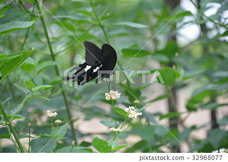 Monkeyeagheha和Lantana 32968077