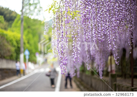  Wisteria flowers 32968173