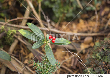 Miyamoshi Kimi（Aokigahara Jukai） 32968288