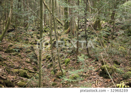 青木原樹海　 32968289