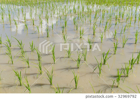 Rice field in new planting season Rice field in new planting season 32969792