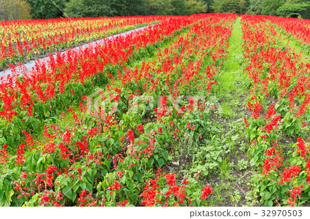 Red Salvia garden 32970503