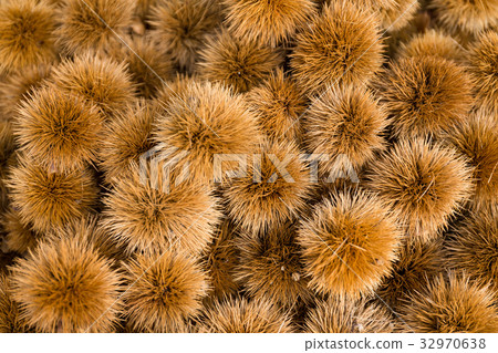 Raw chestnut 32970638