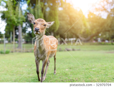 Lovely Deer in the park with sunshine 32970704