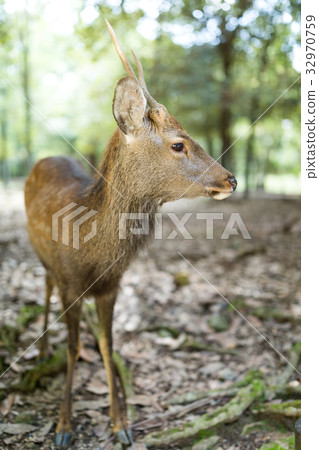Adorable deer in the park 32970759