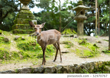 Deer in temple 32970767