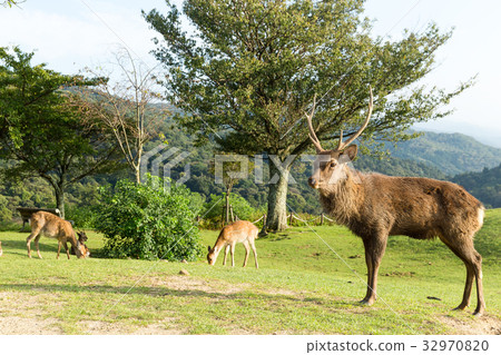 Deer on mountain 32970820