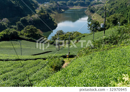 Tea plantation 32970945